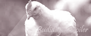 budidaya ayam broiler