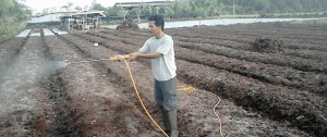 lahan gambut