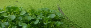 azolla